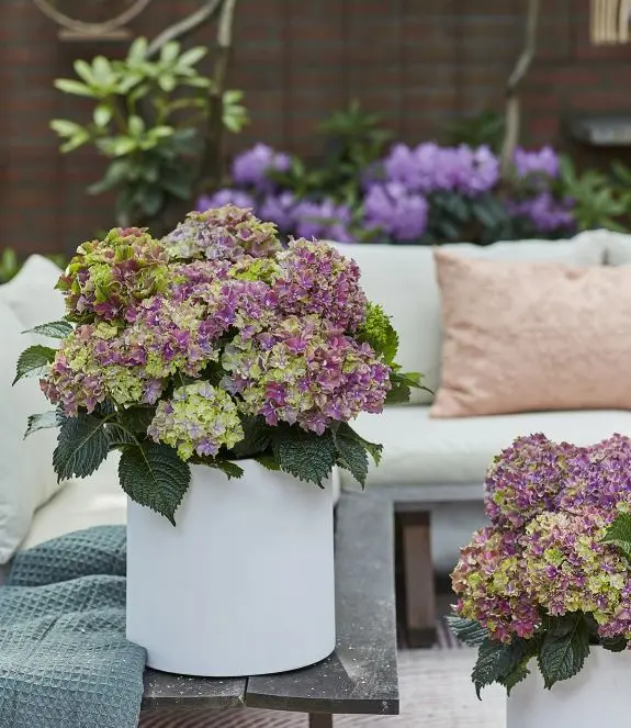 Hydrangea mac. Surfing Safari -blue.webp