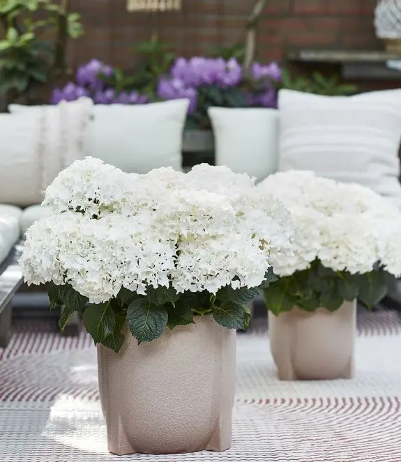 Hydrangea mac. Surfing Safari -white.webp