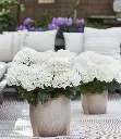 Hydrangea mac. Surfing Safari -white.webp