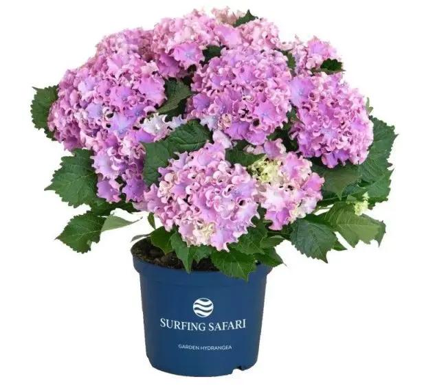 Hydrangea mac. Surfing Safari -blue-2.webp