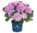 Hydrangea mac. Surfing Safari -blue-2.webp