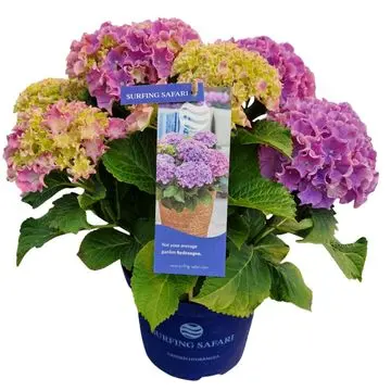 Hydrangea mac. surfing-safari-1.webp