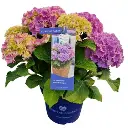 Hydrangea mac. surfing-safari-1.webp