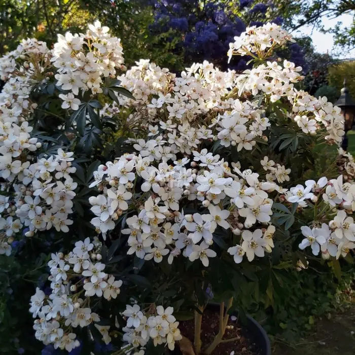 Choisya ternata Greenfingers Lissfing-fleurs.webp
