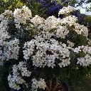 Choisya ternata Greenfingers Lissfing-fleurs.webp