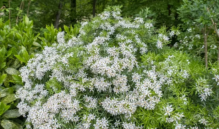 Choisya ternata Aztec Pearl-AdobeStock_506727308 (1).webp