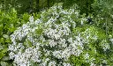 Choisya ternata Aztec Pearl-AdobeStock_506727308 (1).webp