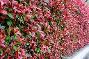 photinia -AdobeStock_1379862863.webp