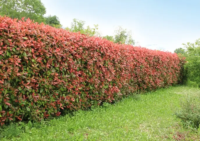 photinia -AdobeStock_369860998.webp