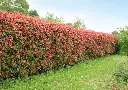 photinia -AdobeStock_369860998.webp