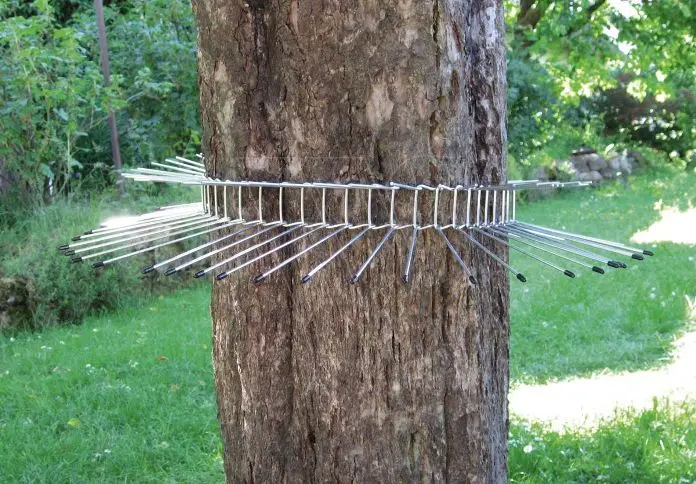 Ceinture stop minou 70 cm Schwegler pour protection des troncs contre les chats 