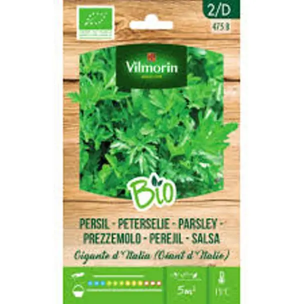 Persil Géant D´Italie BIO (Vilm)