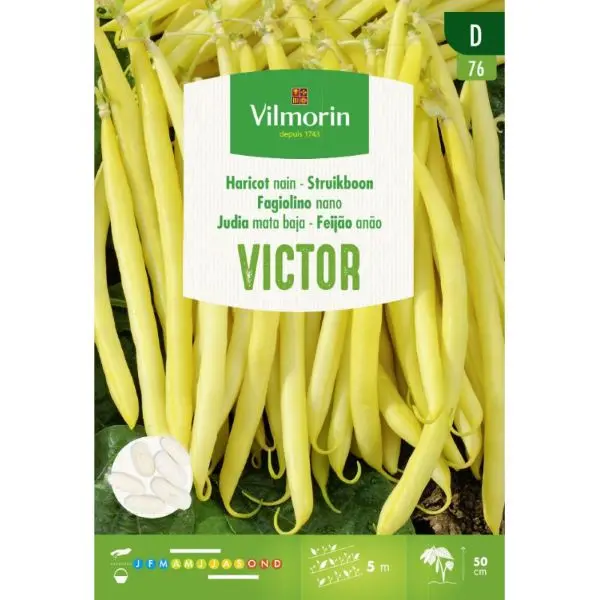 Haricot Nain Victor 20g (Vilm)