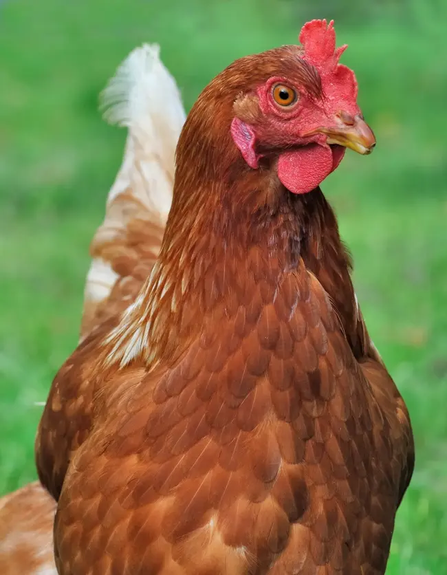 CJR Fumier de poule 3.5 Kg en seau recyclable