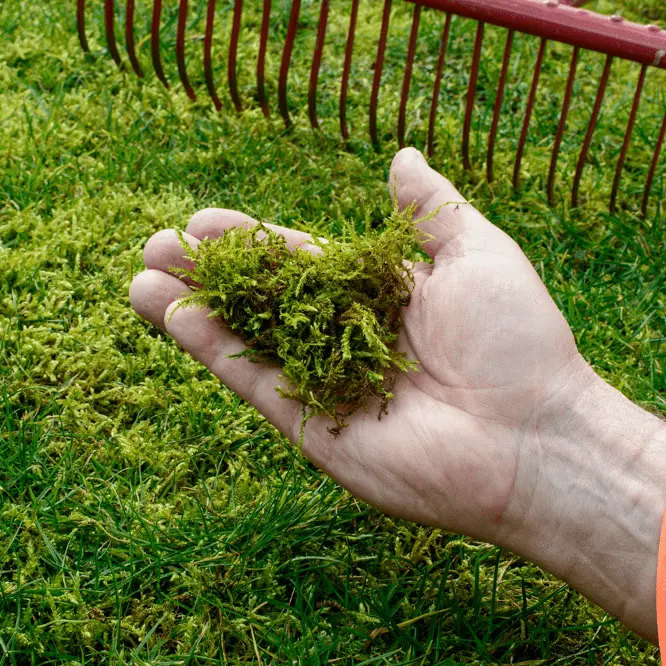 Cyana-MOSS Perlka sac 25kg - Anti-mousse puissant **