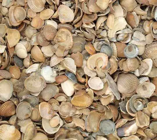 Coquilles décoratives sac 13.5 litres