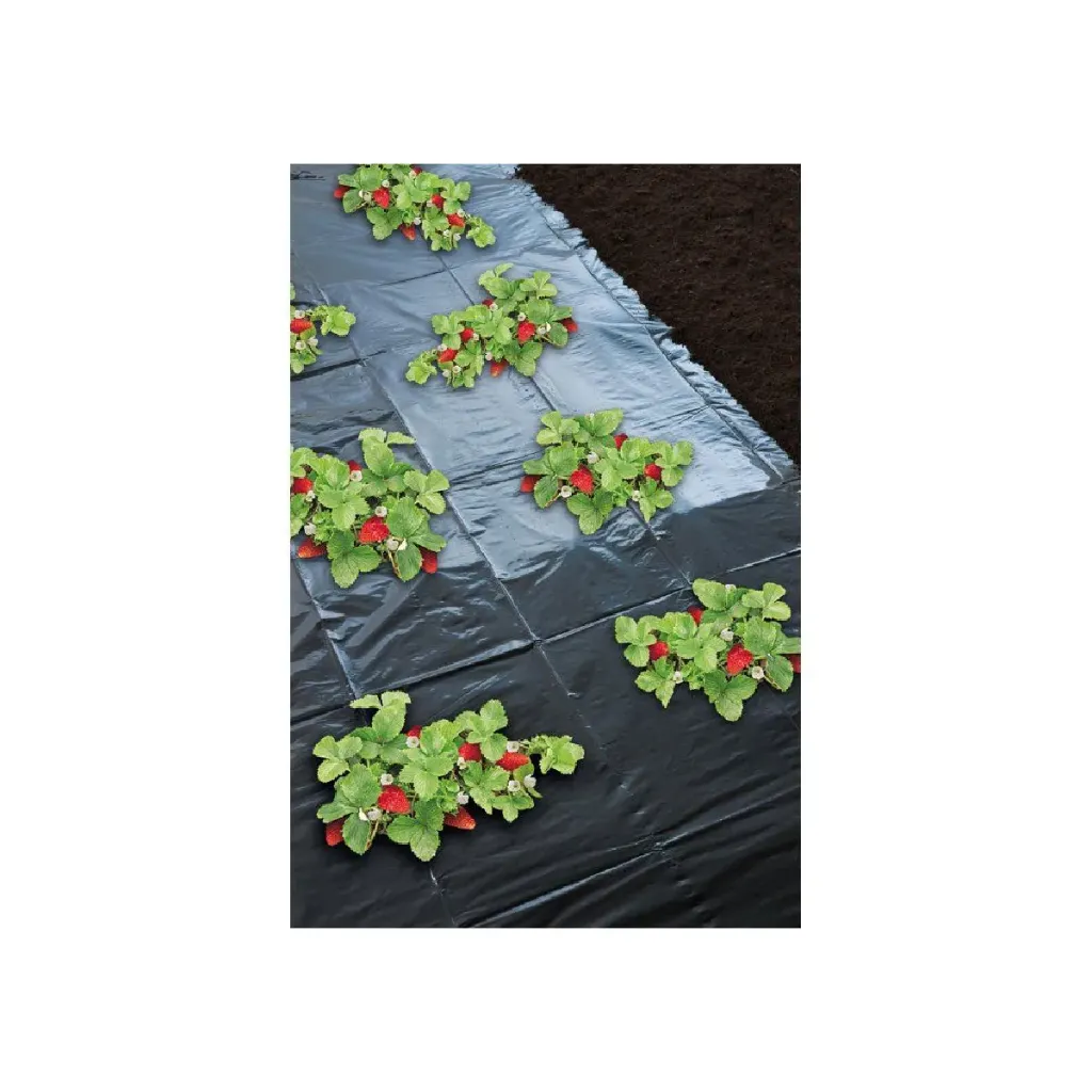 Film de paillage noir micro-perforcé spécial fraises - 1.5 / 10