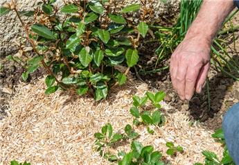 Paillis Miscanthus sac 70 l BIO broyat BELCANTHUS - Remise / quantité.