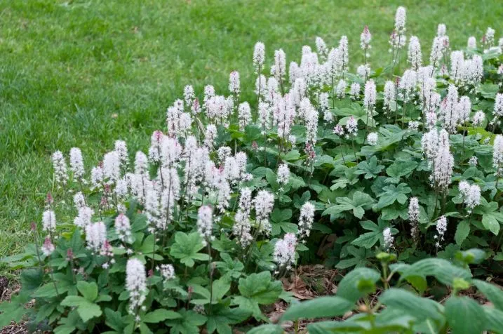 [108557] Tiarella P9