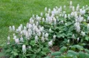 Tiarella P9
