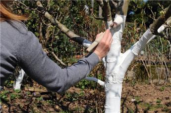 Badigeon Protecteur 1.5 Litres ** Blanc Arboricole **