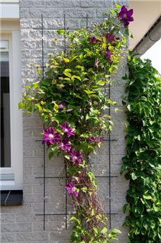 Treillis métal plastifié vert  H 145 x 42,5 cm