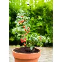 Peacock tuteur tomate mini spirale 55 cm
