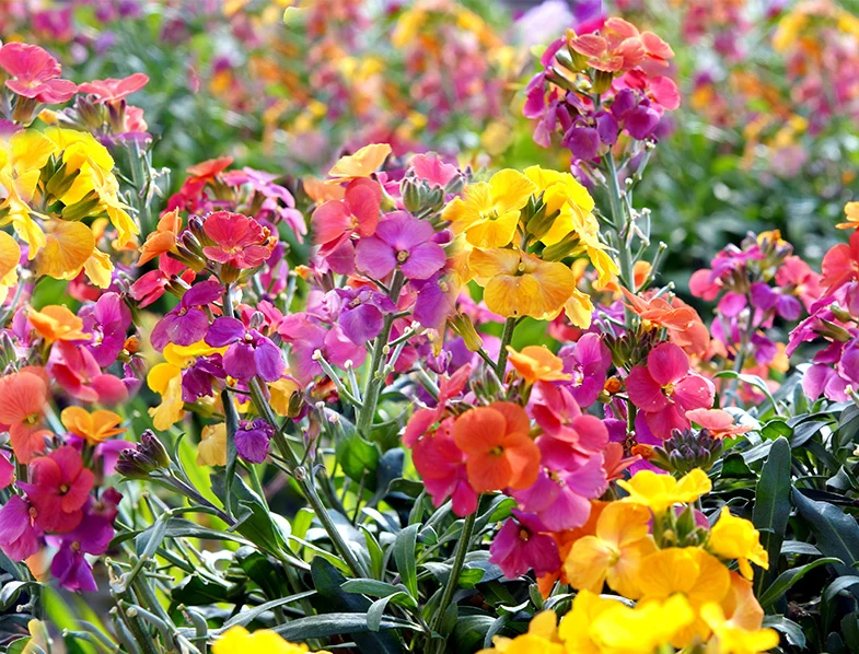 Giroflée erysum