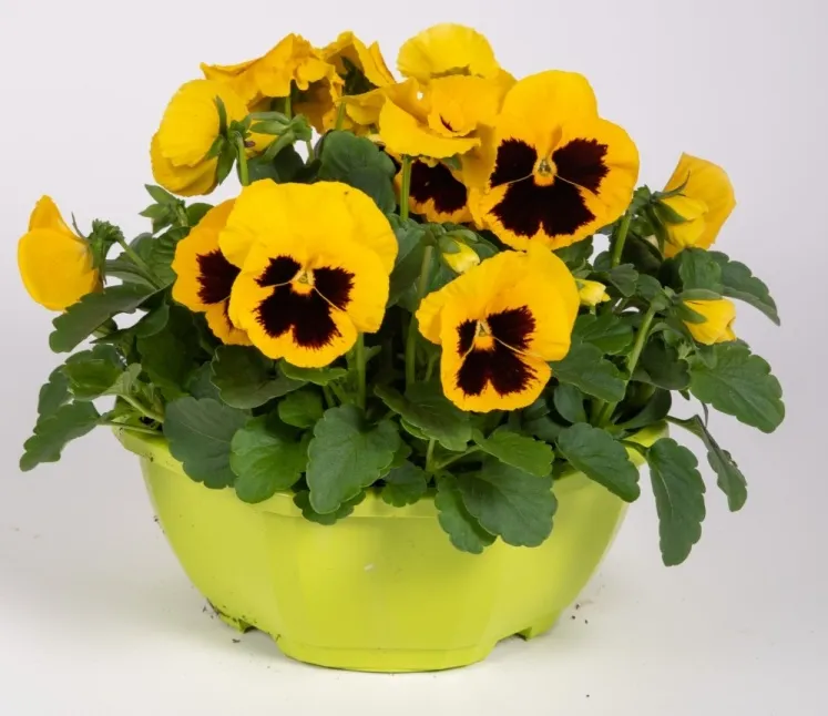 [137683] Pensees Mix. D23 Vasque  ** Pensées variées**