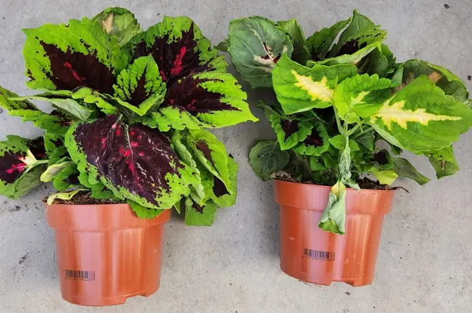 Coleus mix 