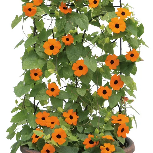 [144935] Thunbergia Orange Pot P19 - Suzanne aux yeux noirs