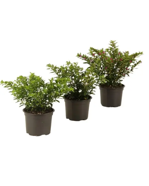 Cuphea variés