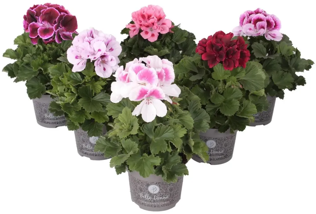 Pelargonium grandiflorum Pot P12 AAG