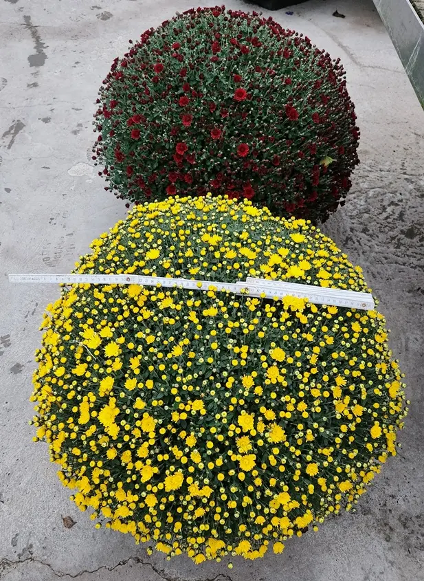 Chrysantheme Pomponette jumbo variés Pot P30