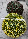 Chrysantheme Pomponette jumbo variés Pot P30