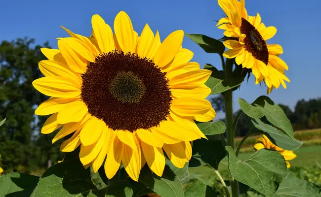 Soleil Tournesol Pot