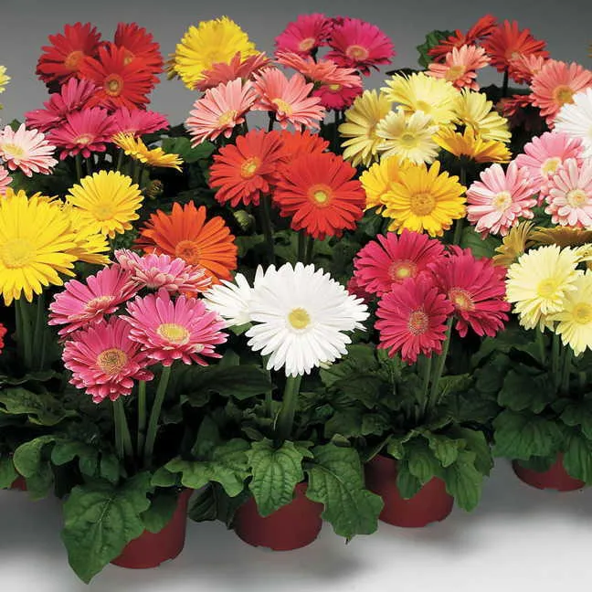 [122118] Gerbera Pot P17 cm