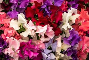 Lathyrus odoratus - pois de senteur Pot P13 cm