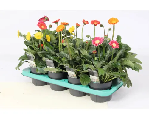 [128974] Gerbera Pot P12 cm GENAPPE
