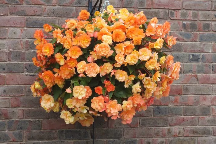 [123182] Begonia pendula en suspension XTRA en diff. couleurs