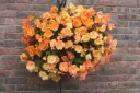 Begonia pendula en suspension XTRA en diff. couleurs