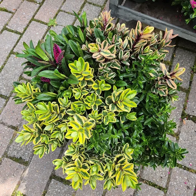 Hebe addenda Quattro® Pot P23cm