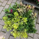 Hebe addenda Quattro® Pot P23cm