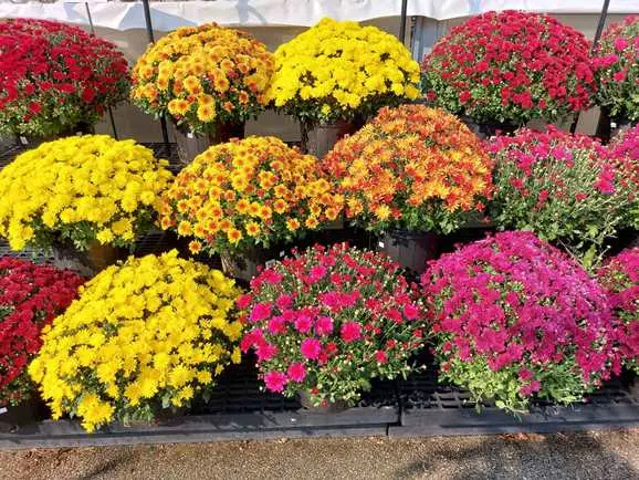 Chrysanthème Pot P13-15 PETITE Pomponette variées 