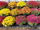 Chrysanthème Pot P13-15 PETITE Pomponette variées 