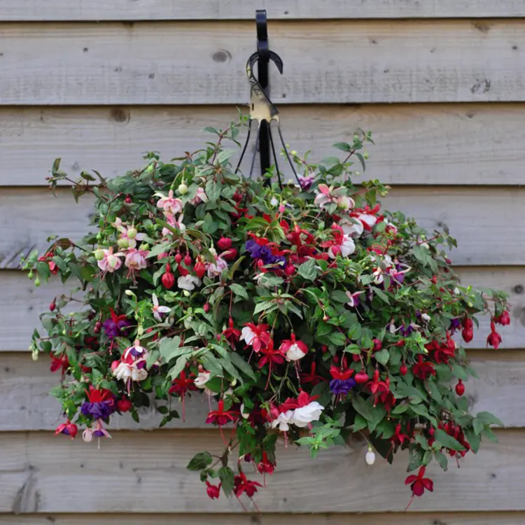 Fuchsia suspension P25