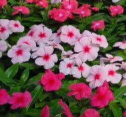[129960] Pervenche de Madagascar - Cataranthus roseus (annuelle)