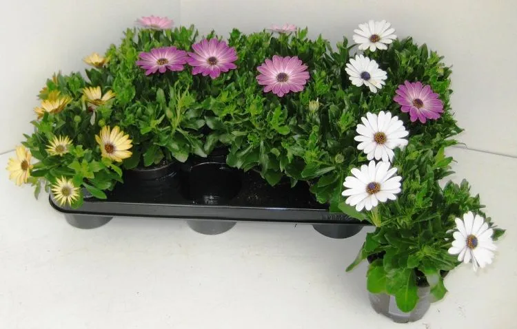 [121530] Osteospermum mix Pot P9-11 / pc.