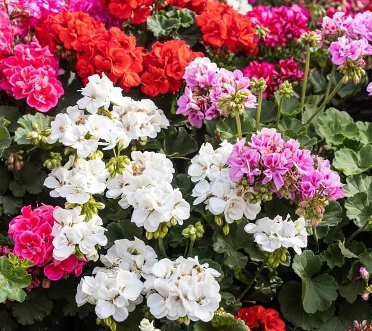 [101974] AG Geranium classique Annuel