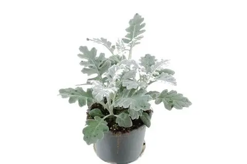 Cineraire maritima  gris Pot carré P9